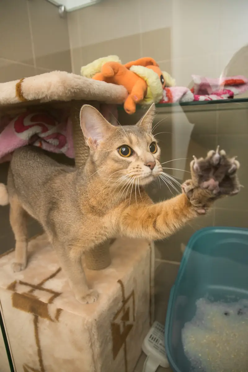 Передержка кошек